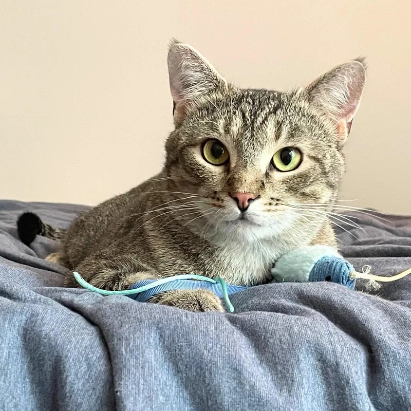 An adult medium-sized male Domestic Short Hair cat named Meep for adoption in Brooklyn, NY