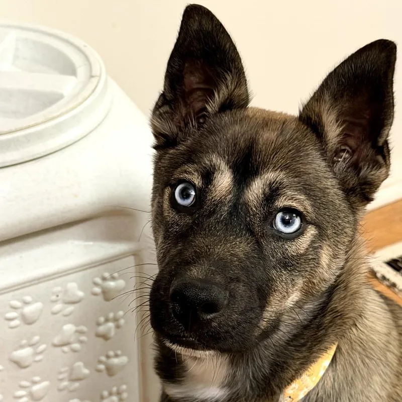 A baby small-sized female Gray / Blue / Silver Husky dog named Aquafina for adoption in Rockville, MD