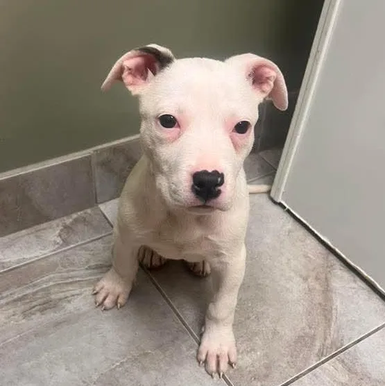 A baby medium-sized female Staffordshire Bull Terrier dog named Mahi for adoption in East Peoria, IL