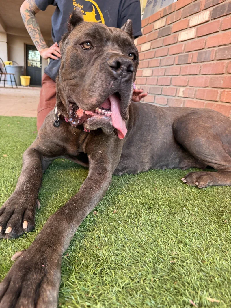 A young extra large-sized female Cane Corso dog named China for adoption in Glendale, AZ