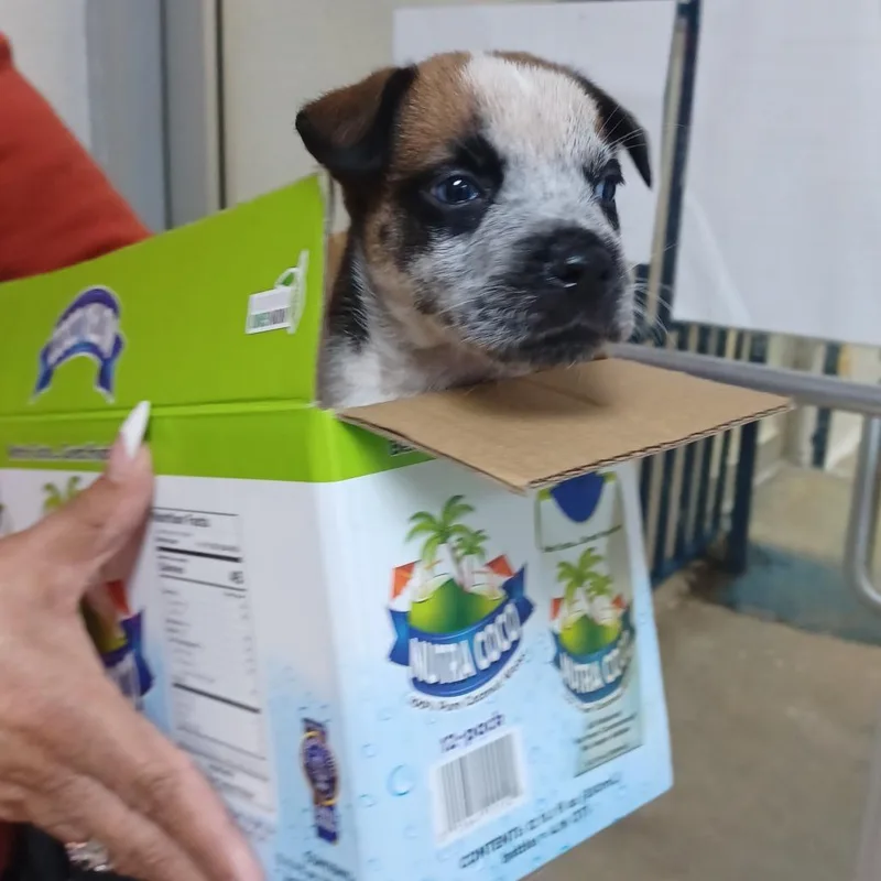 A baby medium-sized male Mixed Breed dog named Fercho for adoption in Guaynabo, PR