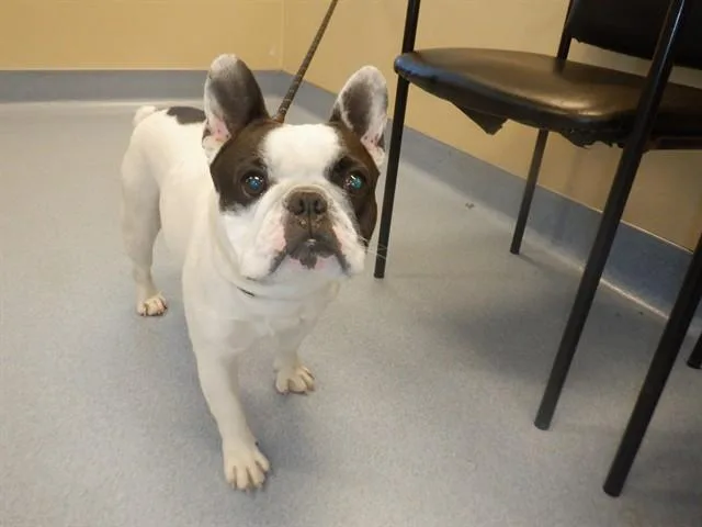 A young medium-sized male French Bulldog dog named Geyser for adoption in San Jose, CA