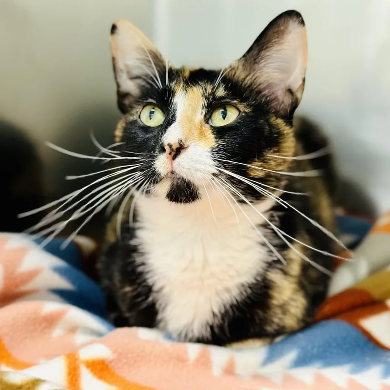 An adult medium-sized female Tortoiseshell Domestic Short Hair cat named Ophelia for adoption in Jackson, NJ