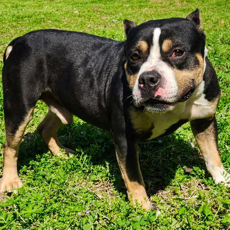 An adult medium-sized male Black Mixed Breed dog named Apollo for adoption in Huntsville, AL