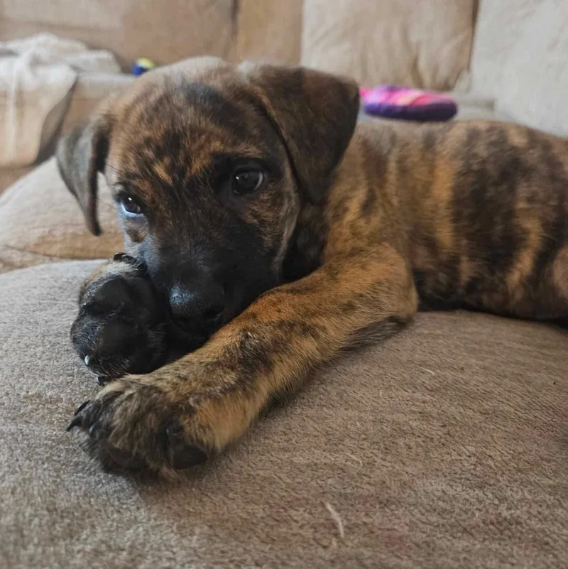A baby medium-sized male Brindle Plott Hound dog named Chomper for adoption in Myrtle Beach, SC