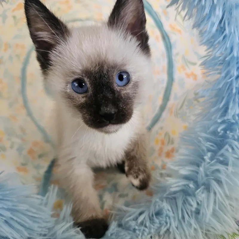 A baby small-sized female Chocolate Point Siamese cat named Sugi for adoption in Yorba Linda, CA