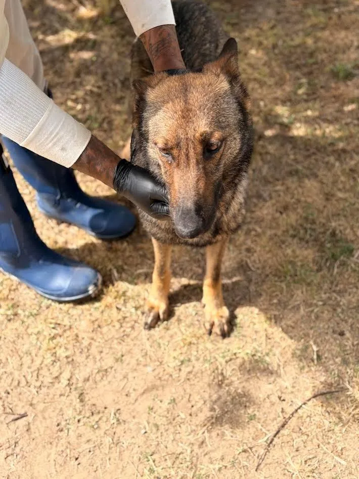 A young medium-sized female German Shepherd Dog dog named Piney for adoption in Effingham, SC