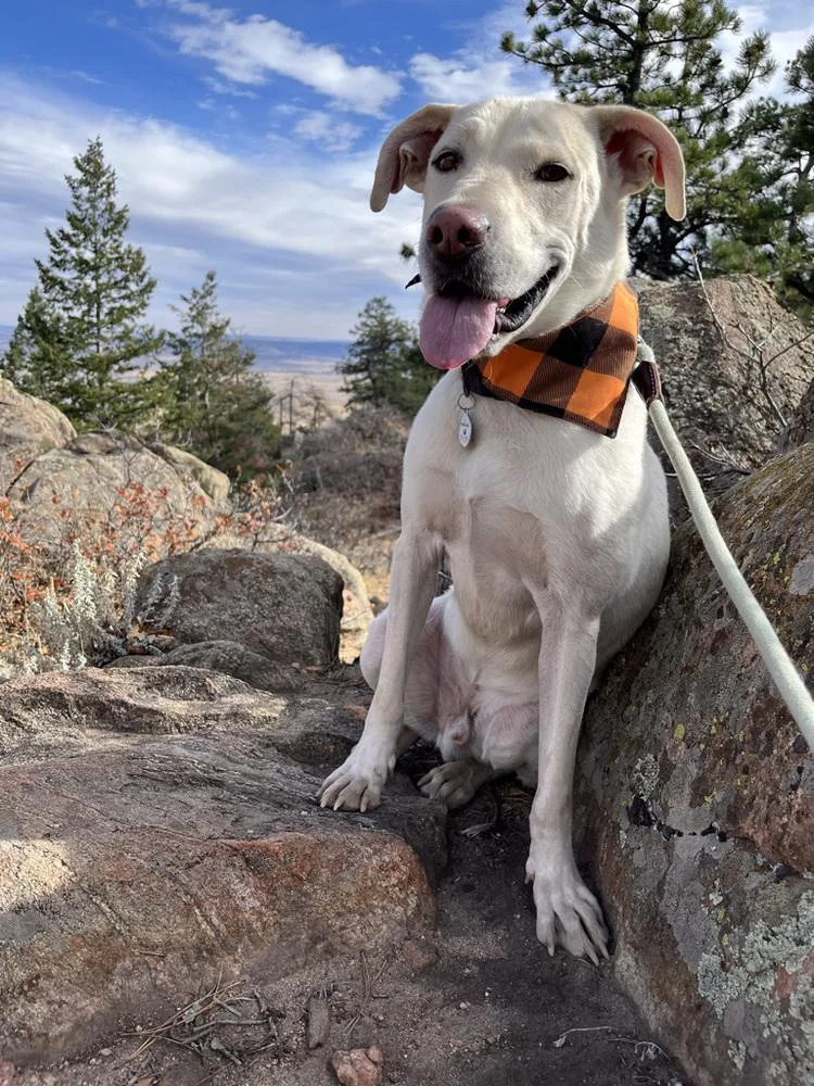 An adult large-sized male Labrador Retriever dog named Boone for adoption in Littleton, CO