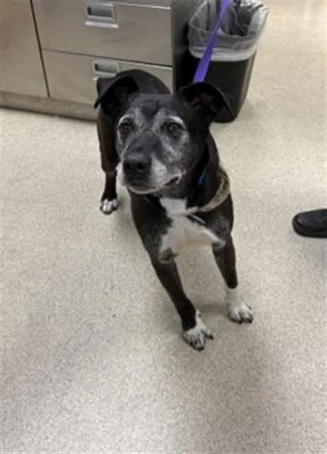 An adult large-sized male Pit Bull Terrier dog named Zeus for adoption in Riverside, CA