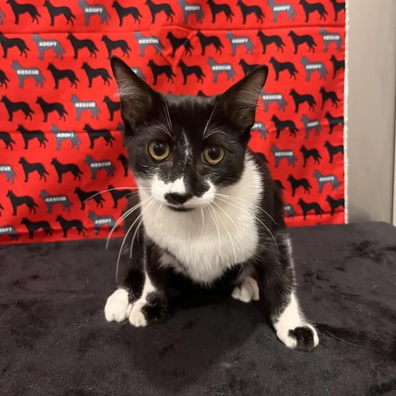 A baby medium-sized female Black Domestic Short Hair cat named Natalina for adoption in Washburn, MO
