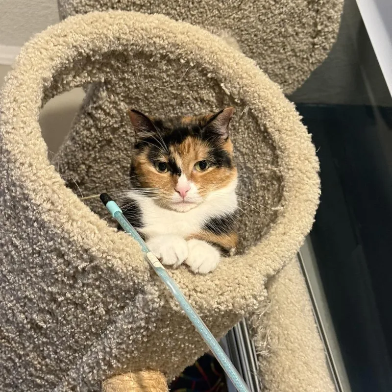 Jimmy Fallon Jr. thumbnail 2