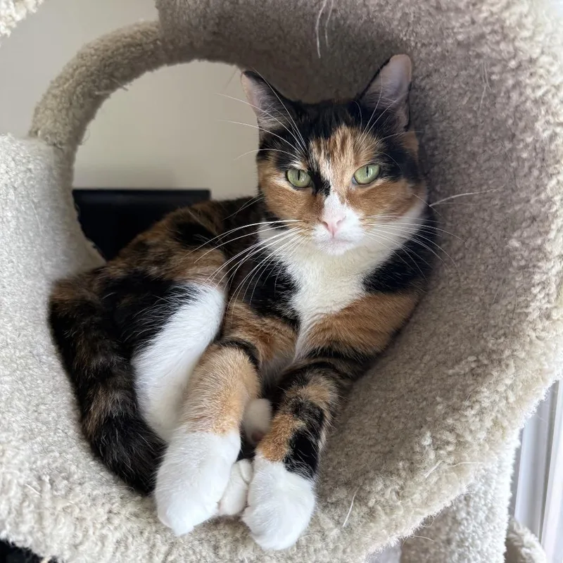 Jimmy Fallon Jr. thumbnail 3