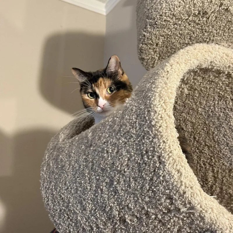 Jimmy Fallon Jr. thumbnail 4