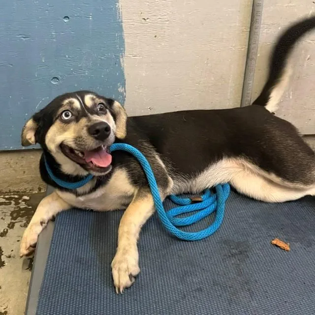 A young medium-sized female Siberian Husky dog named Hazelnut for adoption in Camarillo, CA