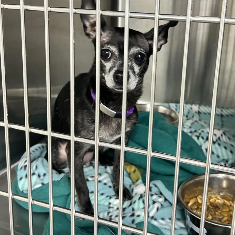 An adult small-sized female Black Chihuahua dog named Mama for adoption in Uniontown, PA