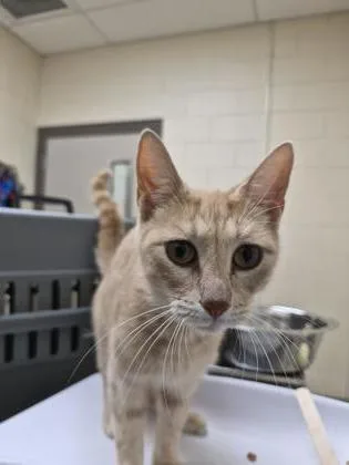 An adult medium-sized female Domestic Short Hair cat named Katniss for adoption in Westland, MI