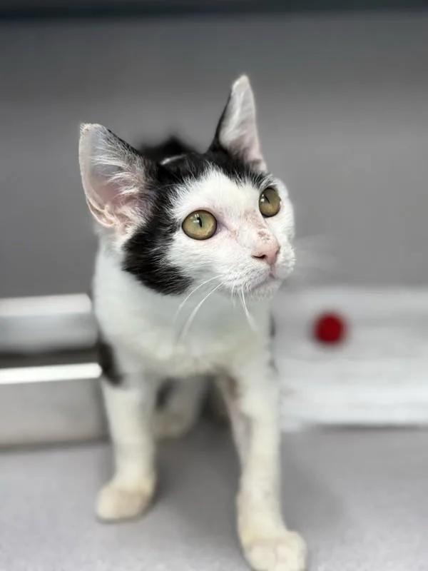 A baby small-sized male Domestic Short Hair cat named Bartleby for adoption in Skillman, NJ