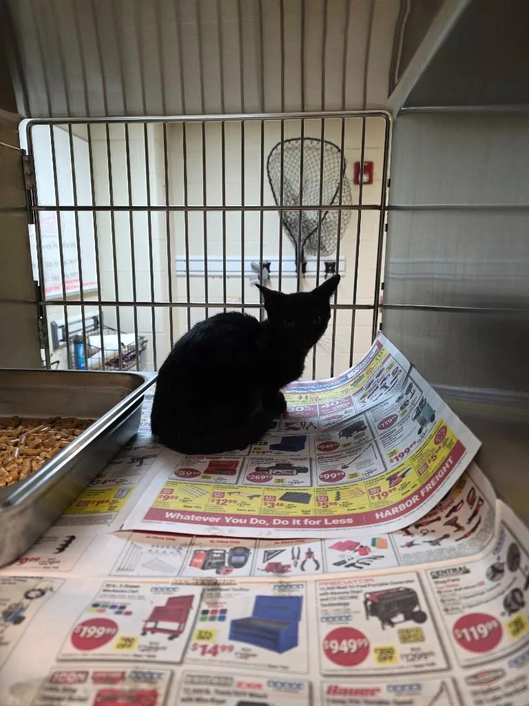 A baby large-sized female Domestic Short Hair cat named Catwoman for adoption in Nacogdoches, TX