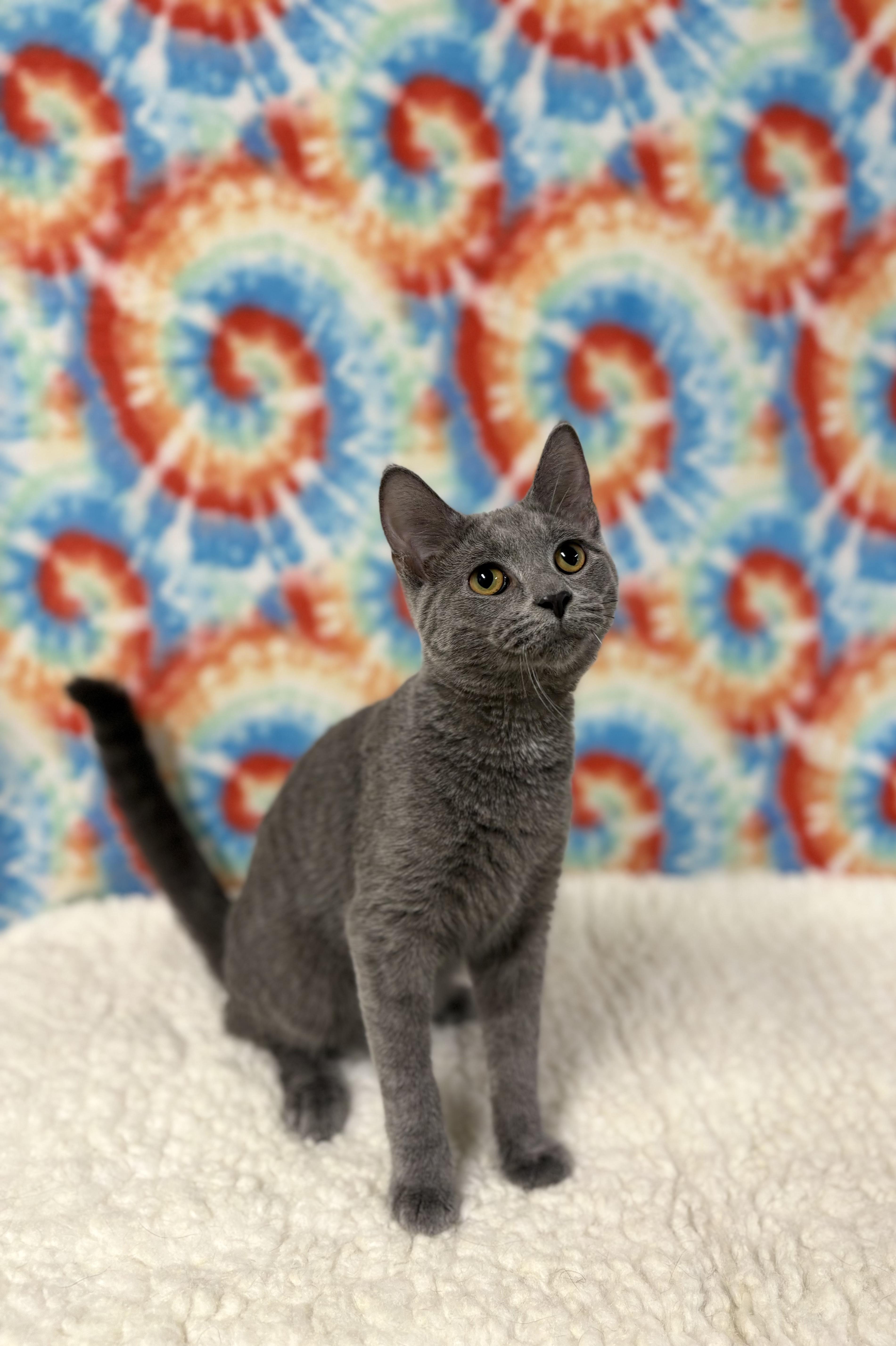 A young medium-sized male Gray / Blue / Silver Domestic Short Hair cat named Ash for adoption in Upper Sandusky, OH