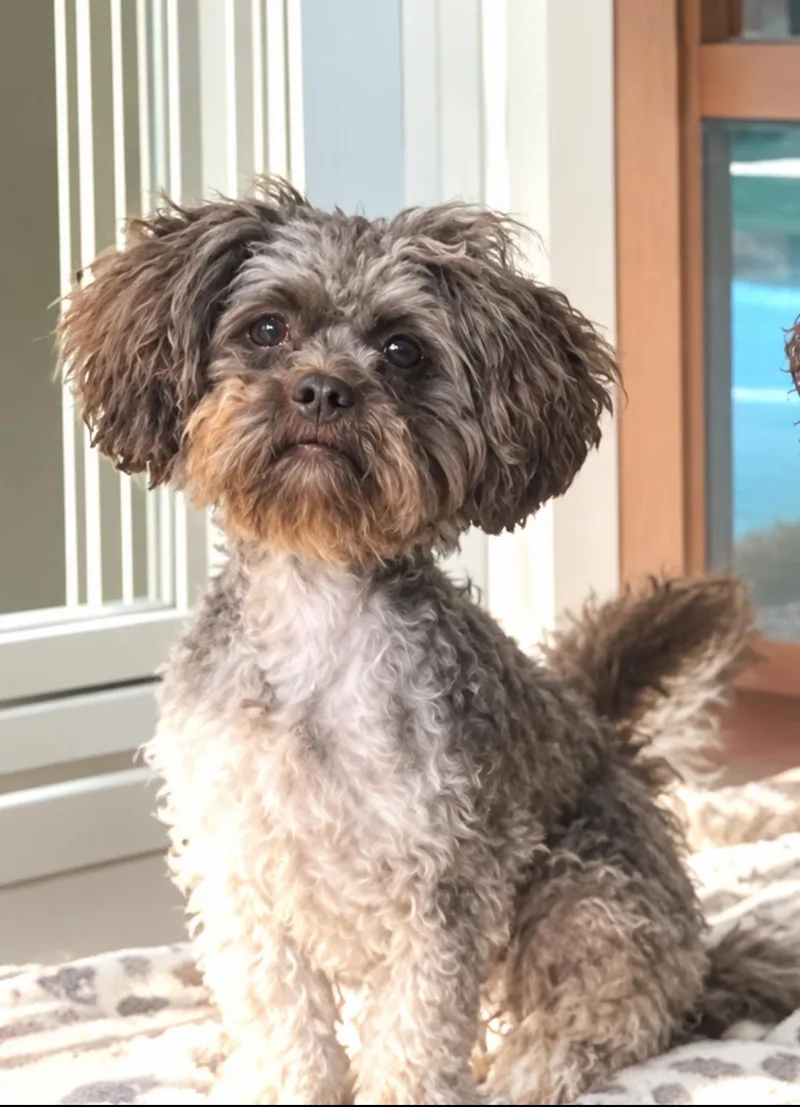 An adult small-sized female Brown / Chocolate Miniature Poodle dog named Elsa for adoption in Longmont, CO
