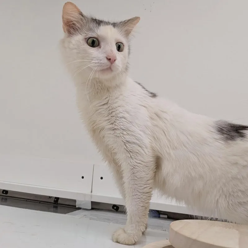 An adult small-sized male Domestic Medium Hair cat named Arthur for adoption in Falls Church, VA