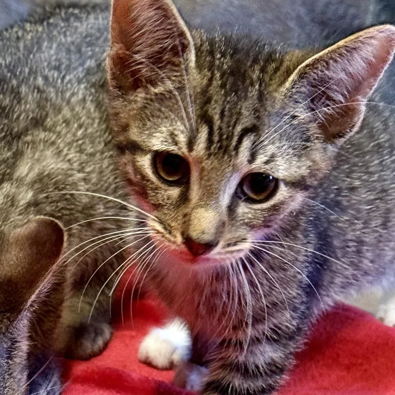 A baby small-sized male Brown / Chocolate Domestic Short Hair cat named Smithers for adoption in Middle Village, NY