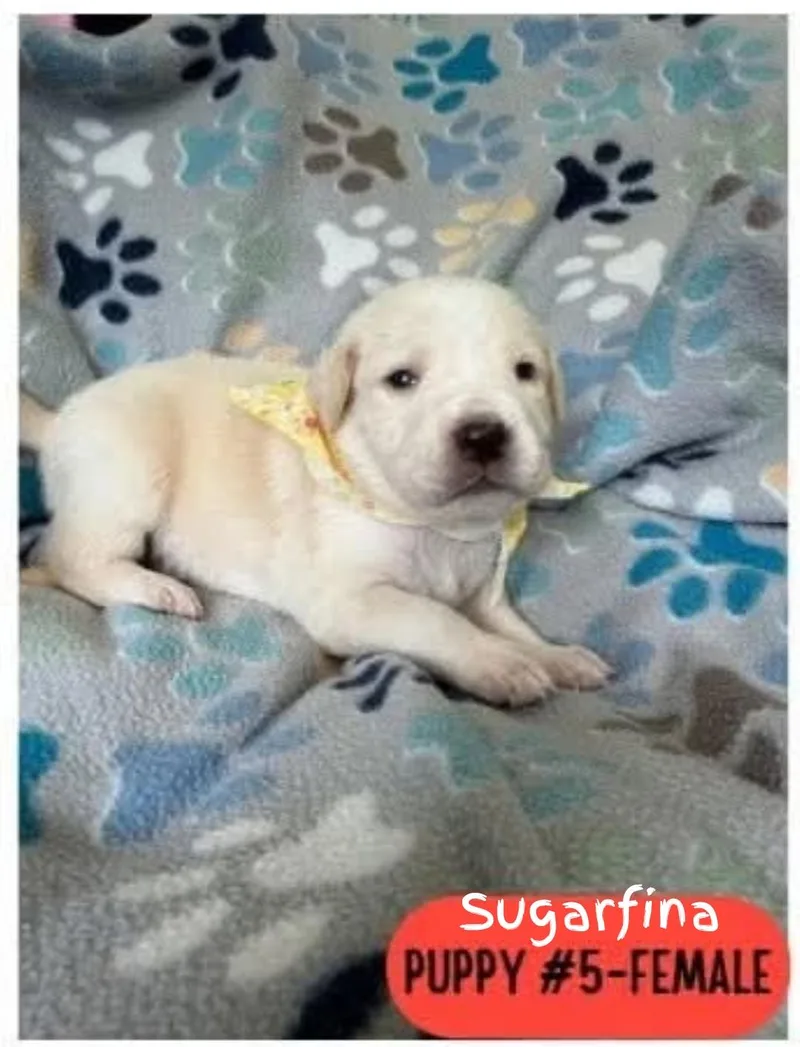 A baby large-sized female Great Pyrenees dog named Sugarfina for adoption in Plano, TX