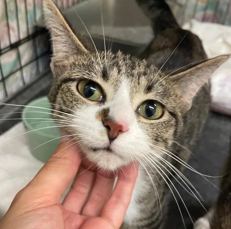 A baby medium-sized female Domestic Short Hair cat named Marbles for adoption in Muskegon, MI