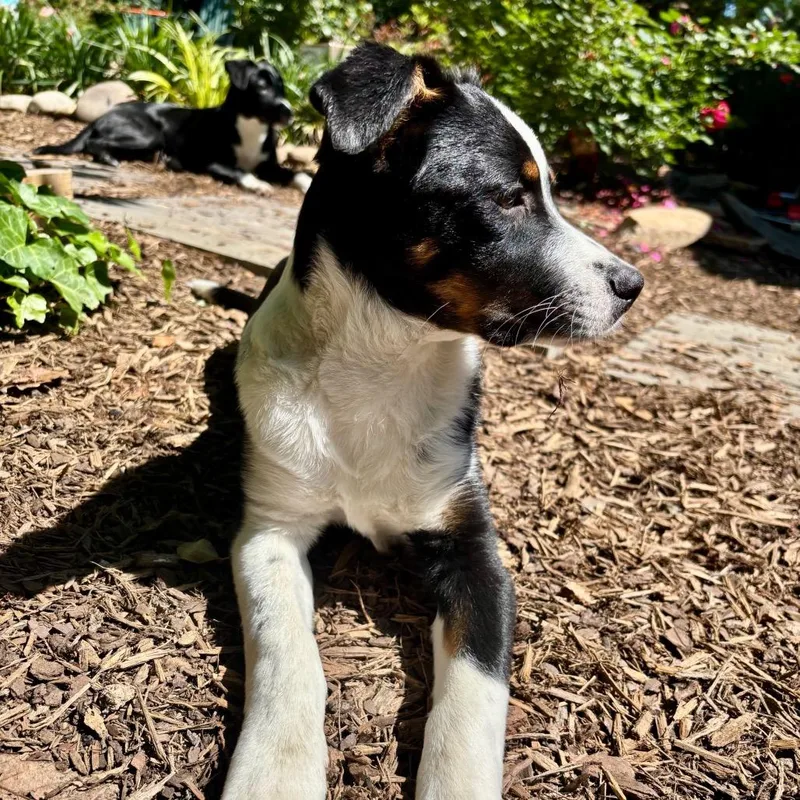 A baby small-sized male Black Hound dog named Spunky Pups: Kosmo for adoption in Falls Church, VA