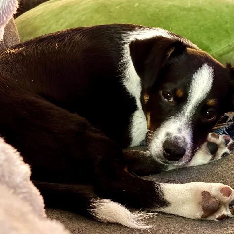 Spunky Pups: Kosmo thumbnail 2