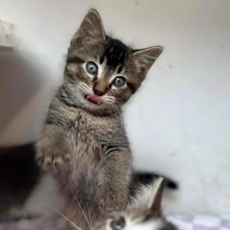 A baby small-sized male Brown / Chocolate Domestic Short Hair cat named Button for adoption in Jasper, IN