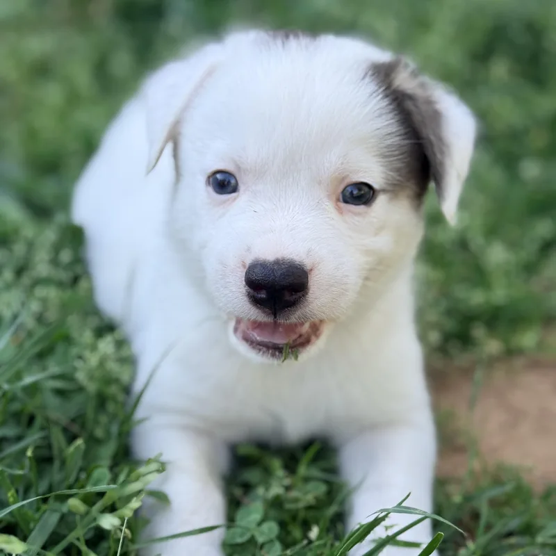 A baby medium-sized male Black Mixed Breed dog named Beetee for adoption in Columbia, MD