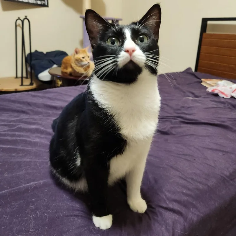 Oreo