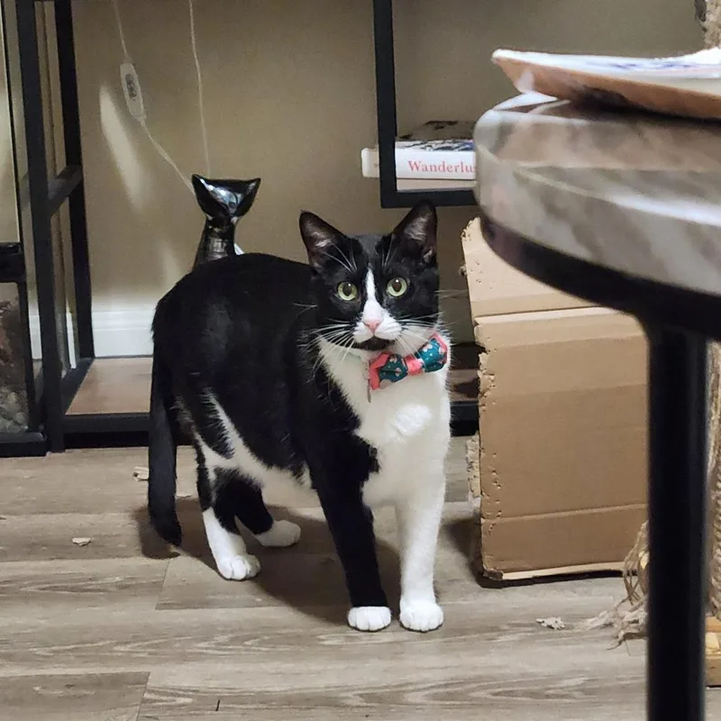 Oreo thumbnail 2