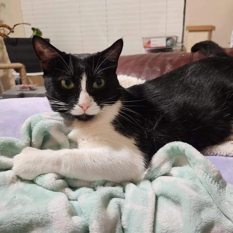 Oreo thumbnail 3