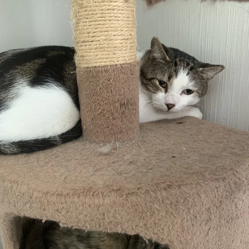 Sweet Oliver thumbnail 2