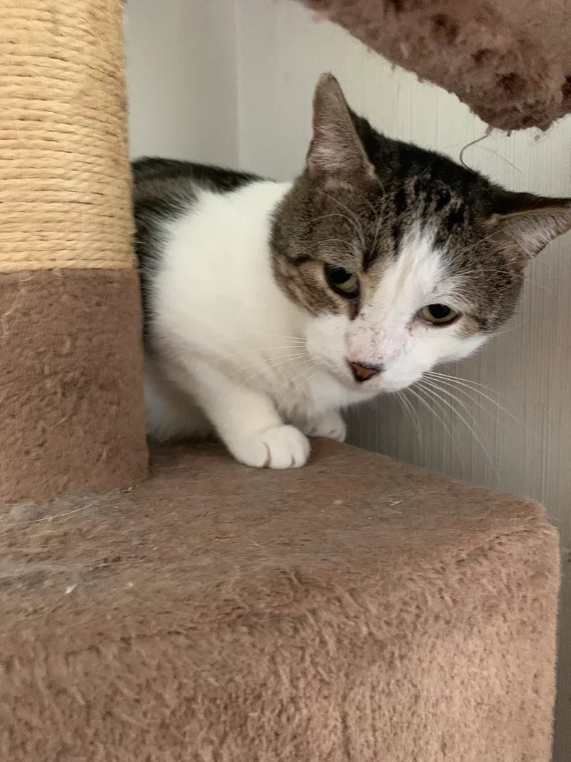 Sweet Oliver thumbnail 3