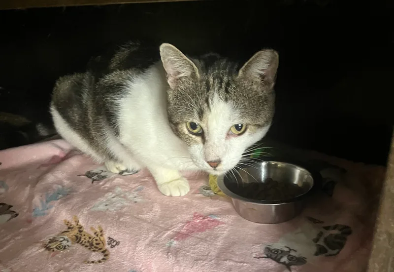 Sweet Oliver thumbnail 4