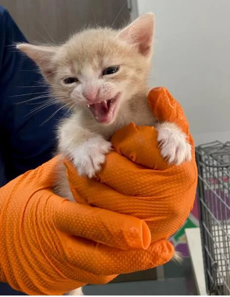 A baby small-sized male Domestic Short Hair cat named Cheese for adoption in Baytown, TX
