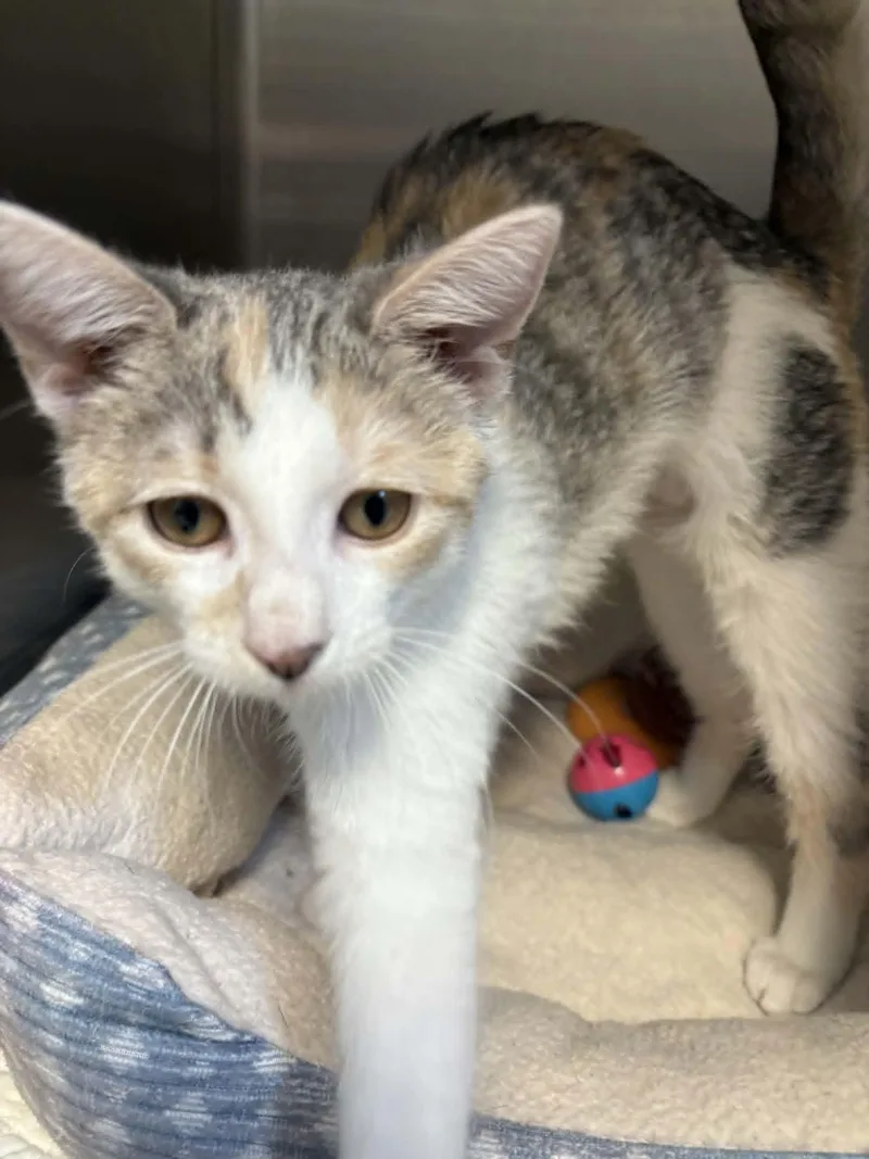 A baby medium-sized female Dilute Calico Domestic Short Hair cat named Amelia for adoption in Orange, VA