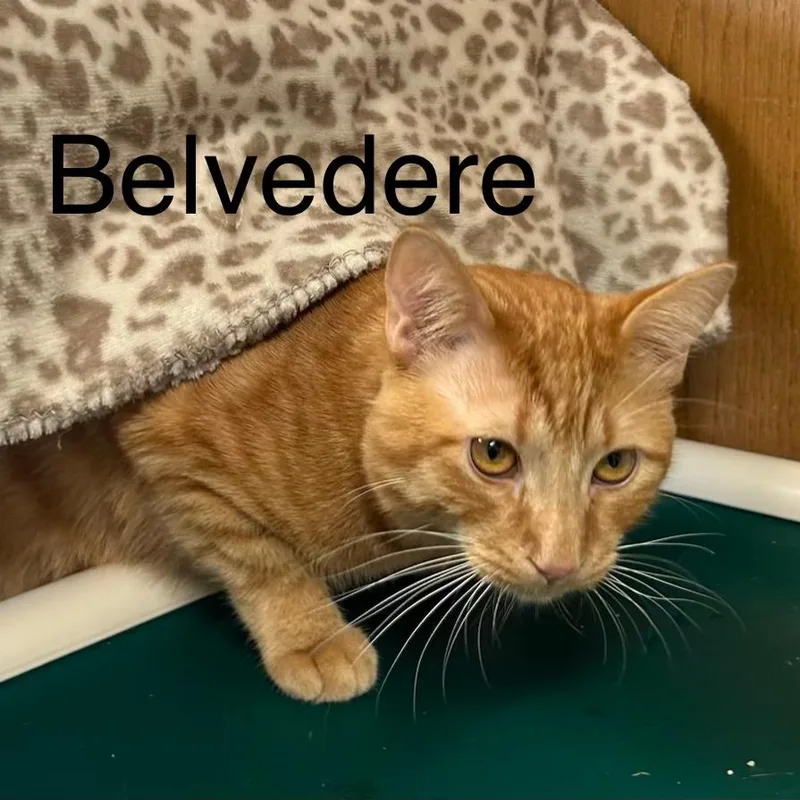 A young small-sized male Orange / Red Domestic Short Hair cat named Belvidere for adoption in Fargo, ND