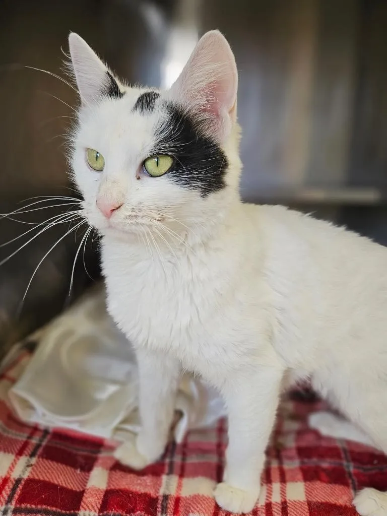 A young medium-sized female Domestic Short Hair cat named QTip for adoption in Pomona, NY