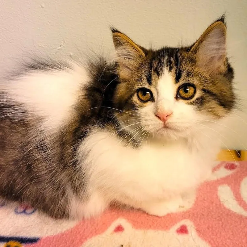 A baby small-sized male Brown / Chocolate Domestic Short Hair cat named LemonUp for adoption in South Elgin, IL