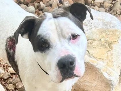 An adult large-sized female White / Cream Mixed Breed dog named Deirdre for adoption in Georgetown, TX