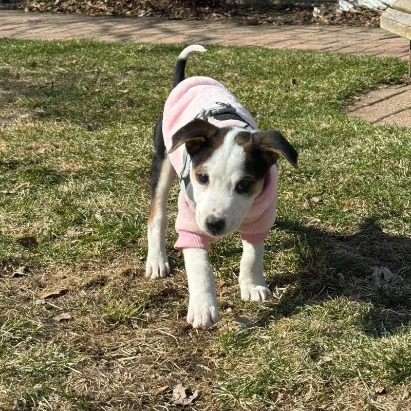 Carlow D thumbnail 2