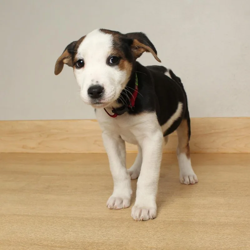 Carlow D thumbnail 3