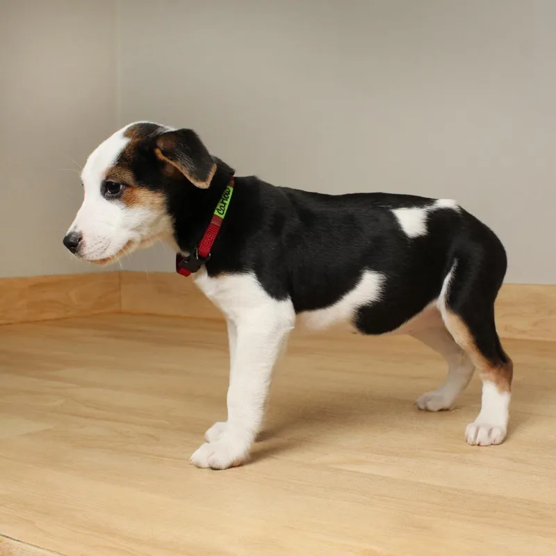 Carlow D thumbnail 4