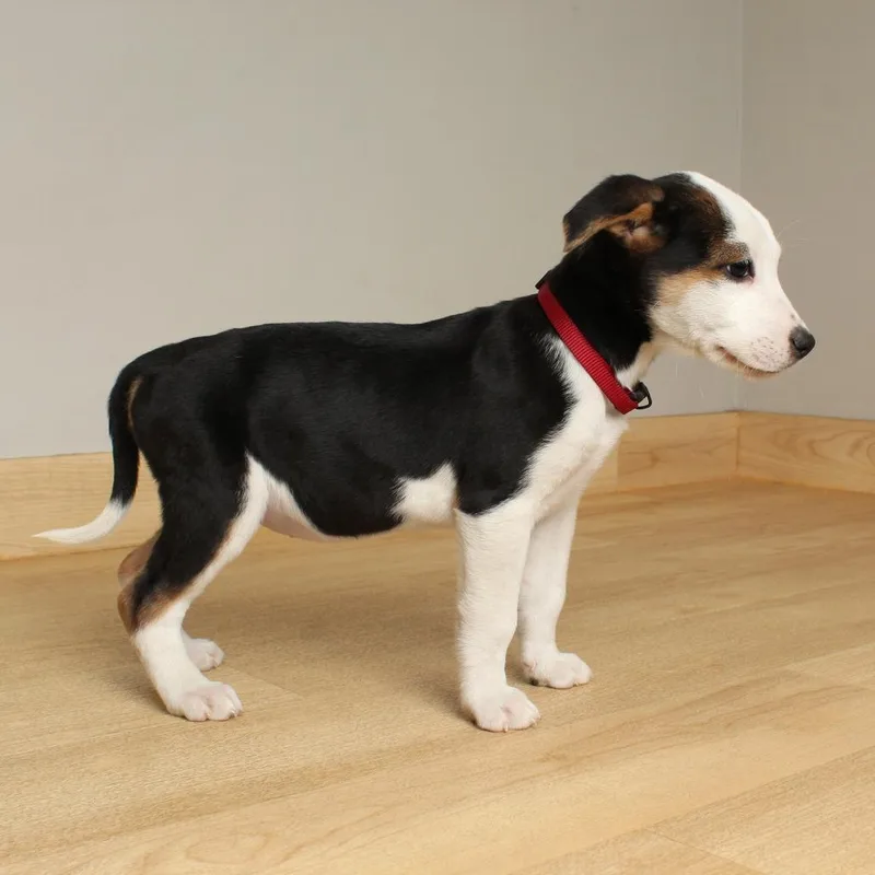 Carlow D thumbnail 5