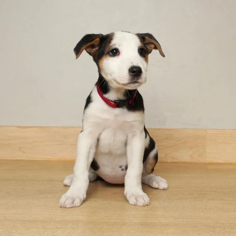 Carlow D thumbnail 6