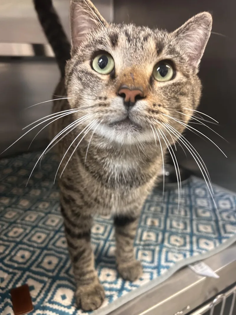 An adult medium-sized male Tabby (Brown / Chocolate) Domestic Short Hair cat named Park for adoption in Germanton, NC